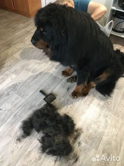 Собачья шерсть (вычес) Тибетского мастифа