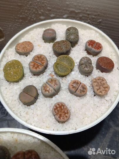 Литопсы, живые камни, композиция