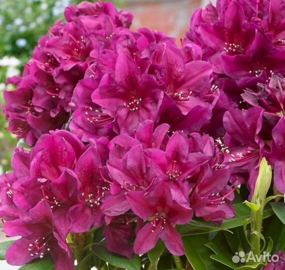Рододендроны Поларнахт