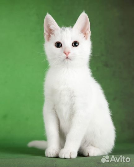 Котенок белый клео девочка 2мес