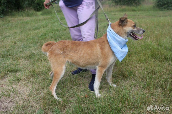 Добрая и ласковая собака оказалась в приюте