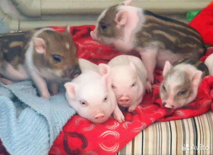 Микро пиги, мини пиги, микропиги, минипиги