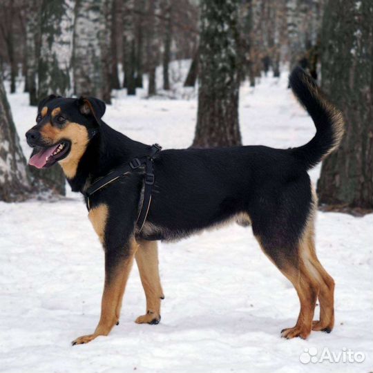 Собака Джек в добрые руки