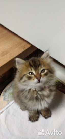 Котенок, отдам бесплатно в любящие, добрые руки