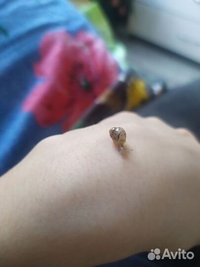 Улитки Ахатины