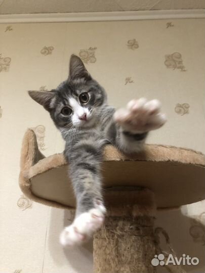 Котенок ищет дом