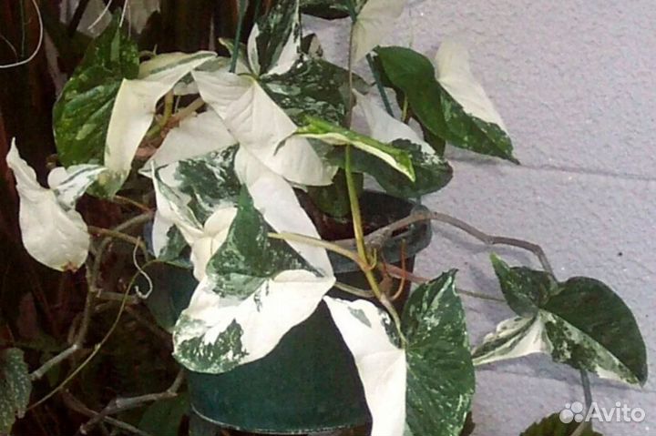 Пеларгония