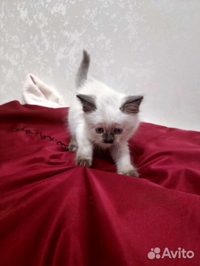 Невская маскарадная 1 мес котенок