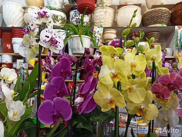 Орхидеи
