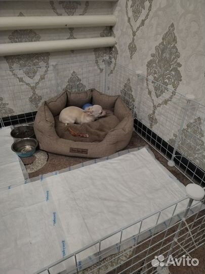 Чихуахуа девочка