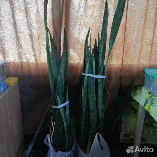 Сансевиерия