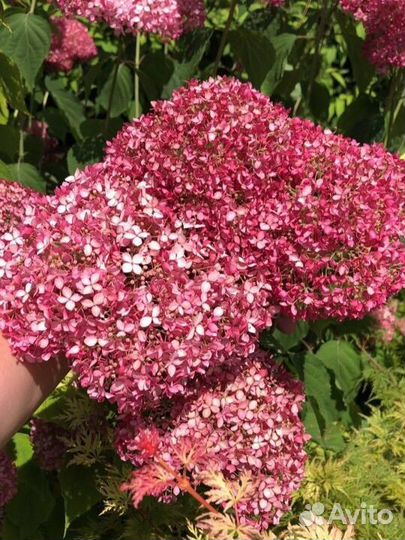 Гортензии древовидные