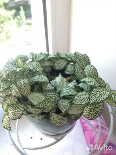 Цветы комнатные