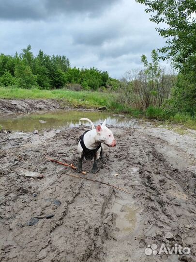 Бультерьер вязка