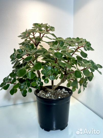 Дерево любви Аихризон / Сингониум /денежное дерево
