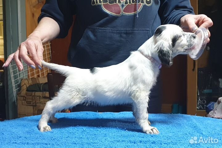 Английский сеттер щенки