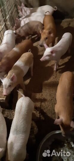 Продаются маленькие поросята