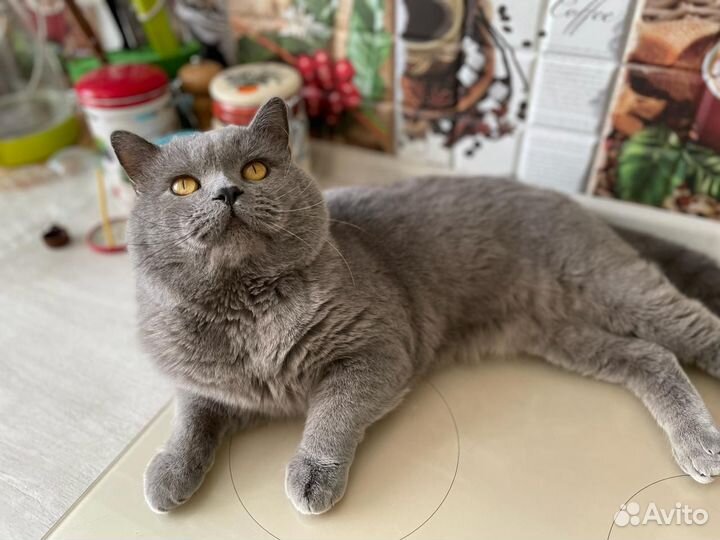 Британский кот вязка