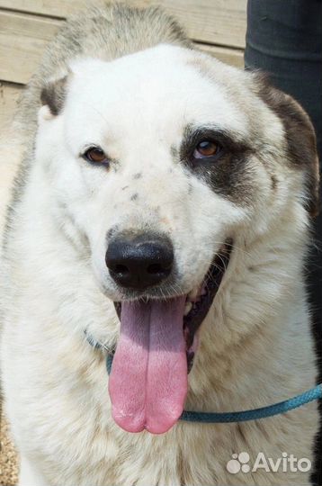 Собака в добрые руки отдам бесплатно