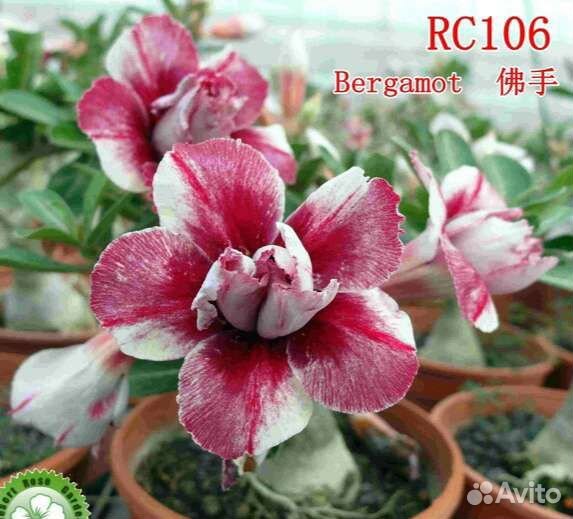 Адениум из питомника