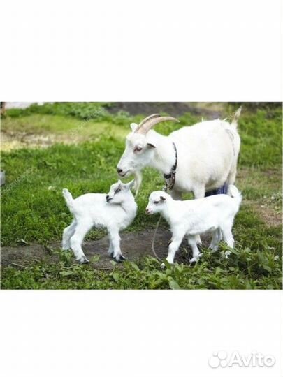 Коза дойная