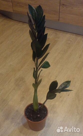 Замиокулькас супер нова черный