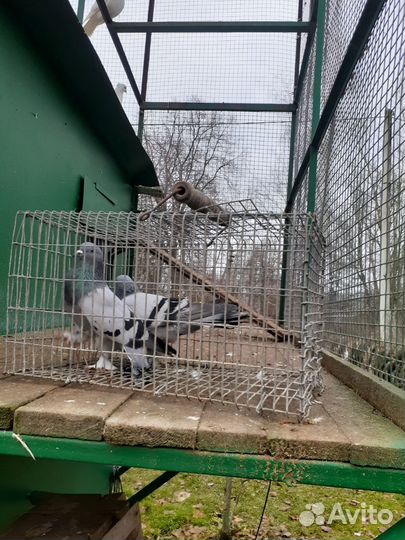 Голуби андижанцы