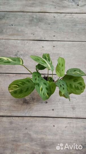 Маранта бьюти ким