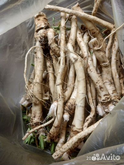 Корень хрена