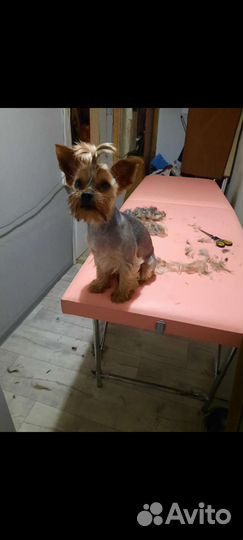 Йорк и кошечка