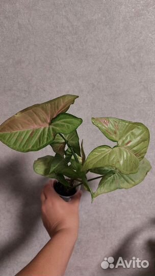 Сингониум конфетти