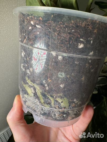 Антуриум Сильвер Блаш