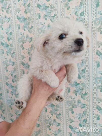 Маленький щенок бесплатно