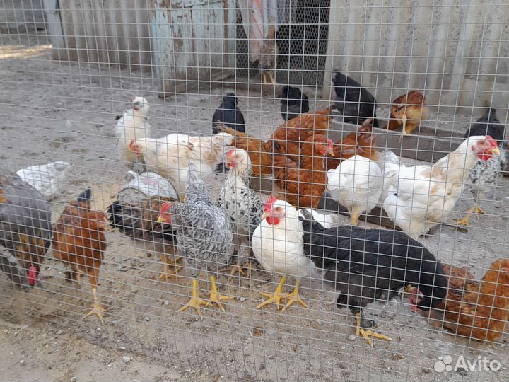 Молодые петушки