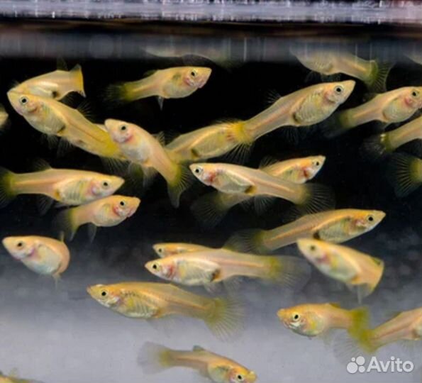 Аквариумные рыбки