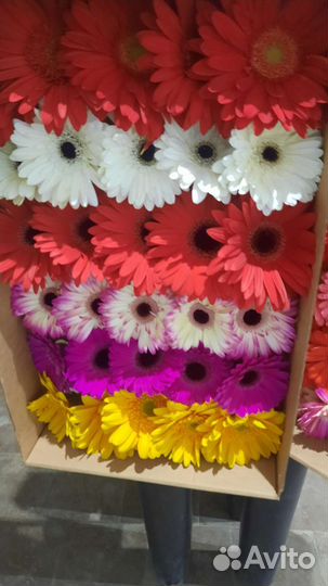 Гербера Альстромерия