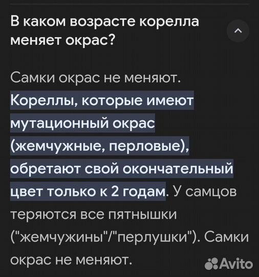 Попугай корелла птенец