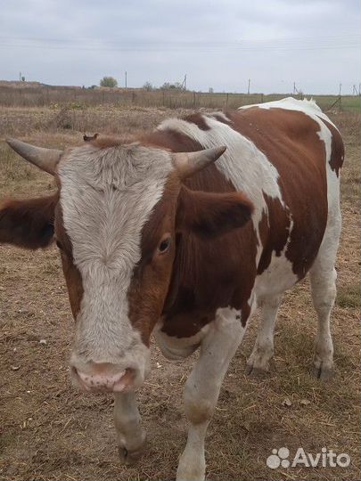 Бычки на мясо