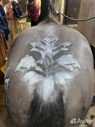 Стрижка лошадей, пони, ослов