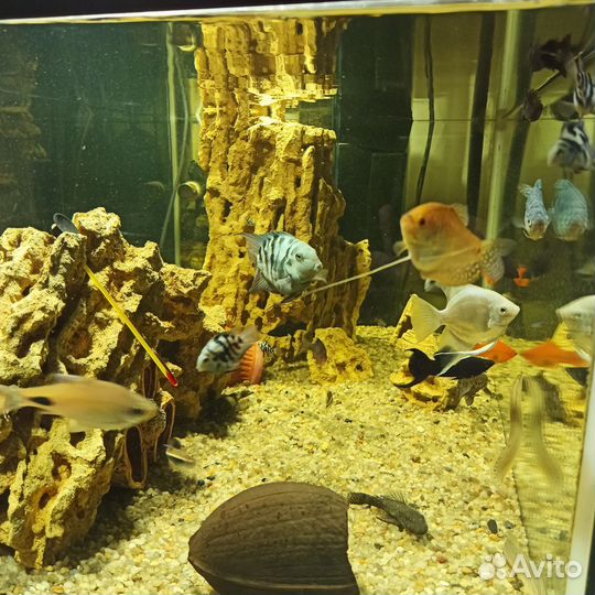 Аквариум на 200 литров