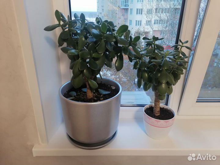 Денежное дерево