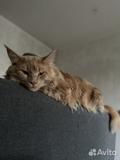 Кот мейн-кун вязка