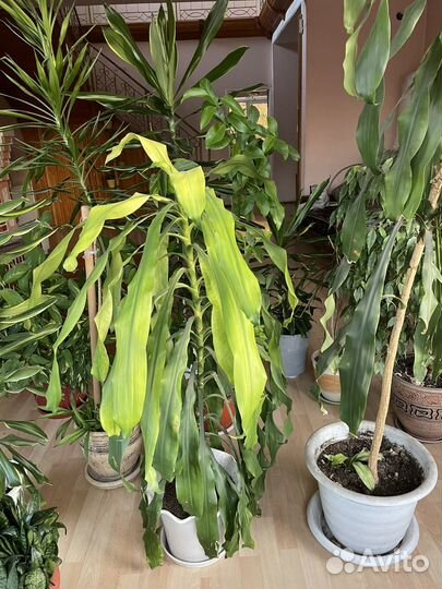 Комнатные растения цветы большие