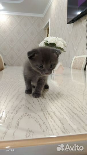Вислоухие котята