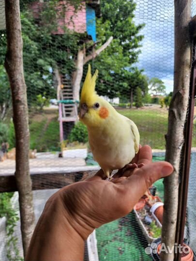 Попугай корелла птенец