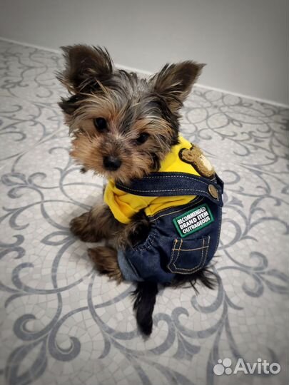 Комбинезон для собаки мелкой породы