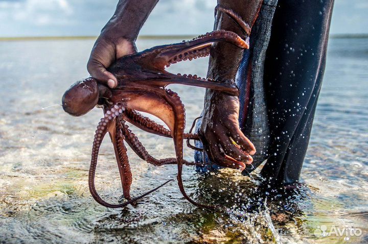 Живые устрицы опт и розница