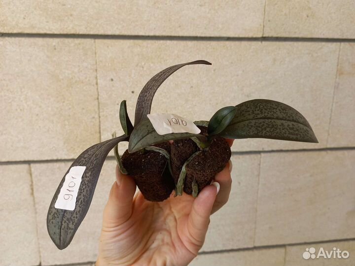 Орхидея арома фабрика новая 9101