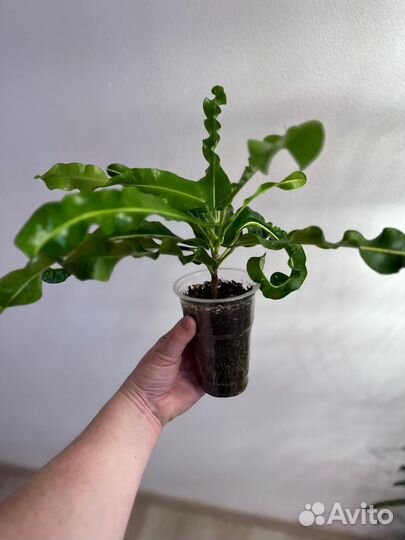 Кротон. Ай я Рат