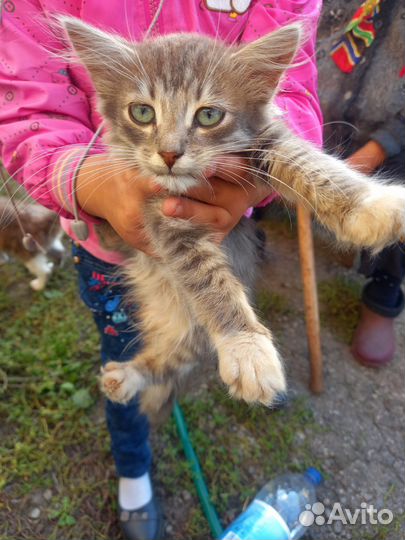 Котята в добрые руки бесплатно